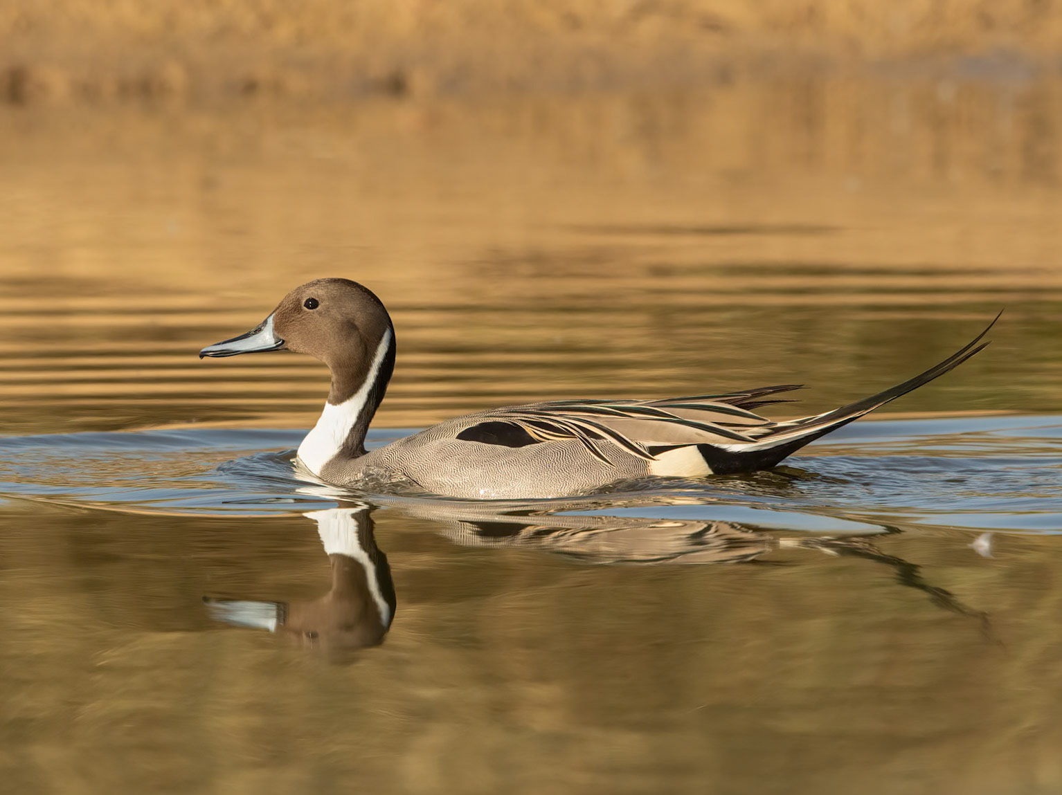 Northern Pintail (Anas acuta)