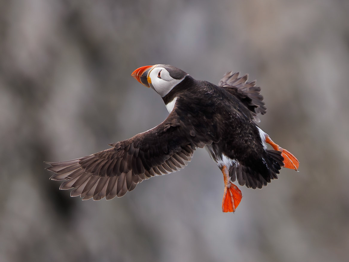 Atlantic Puffin