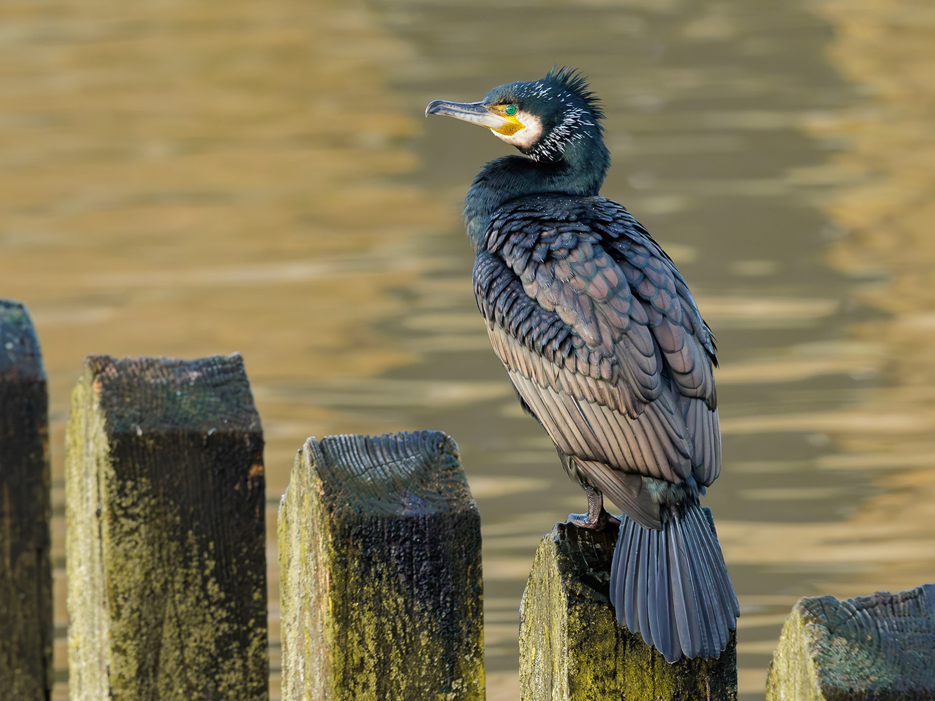 Great Cormorant