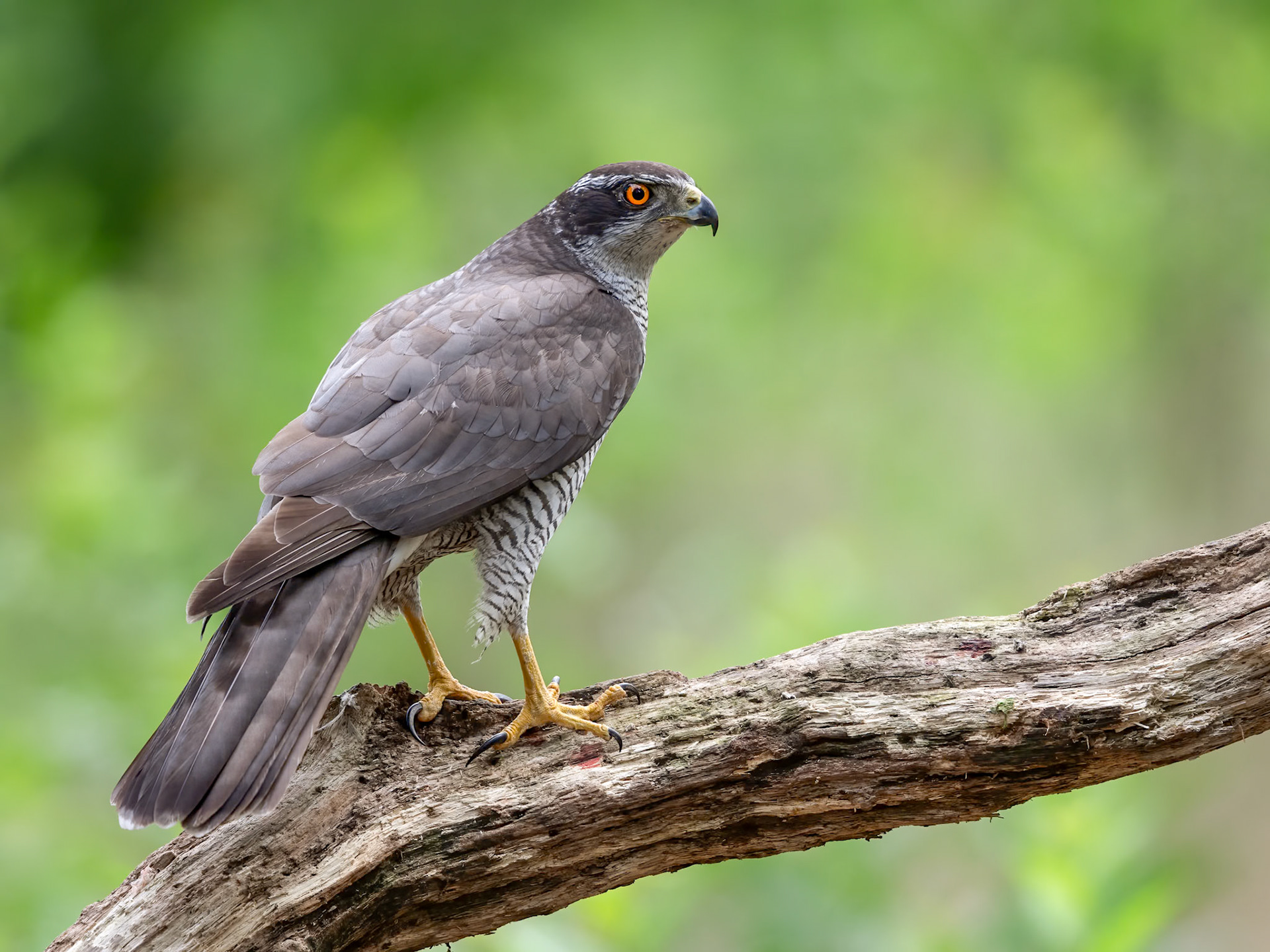 Northern Goshawk (Accipiter gentilis)
