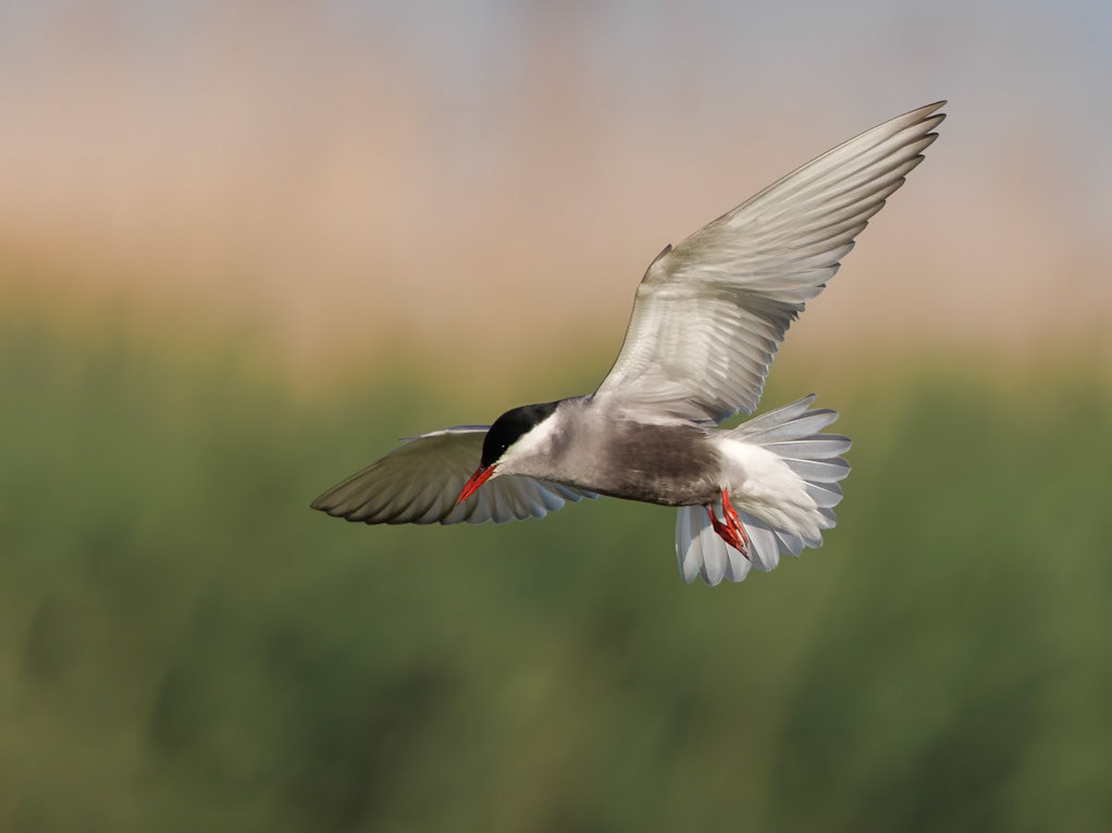 Whiskered Tern