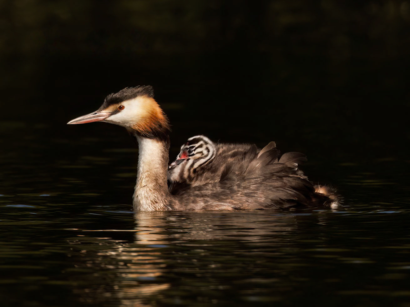 Great Crested Grebe