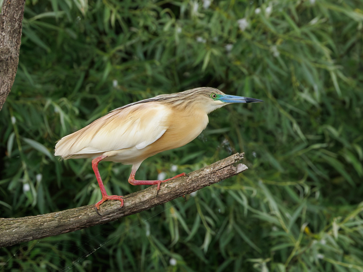 Squacco Heron