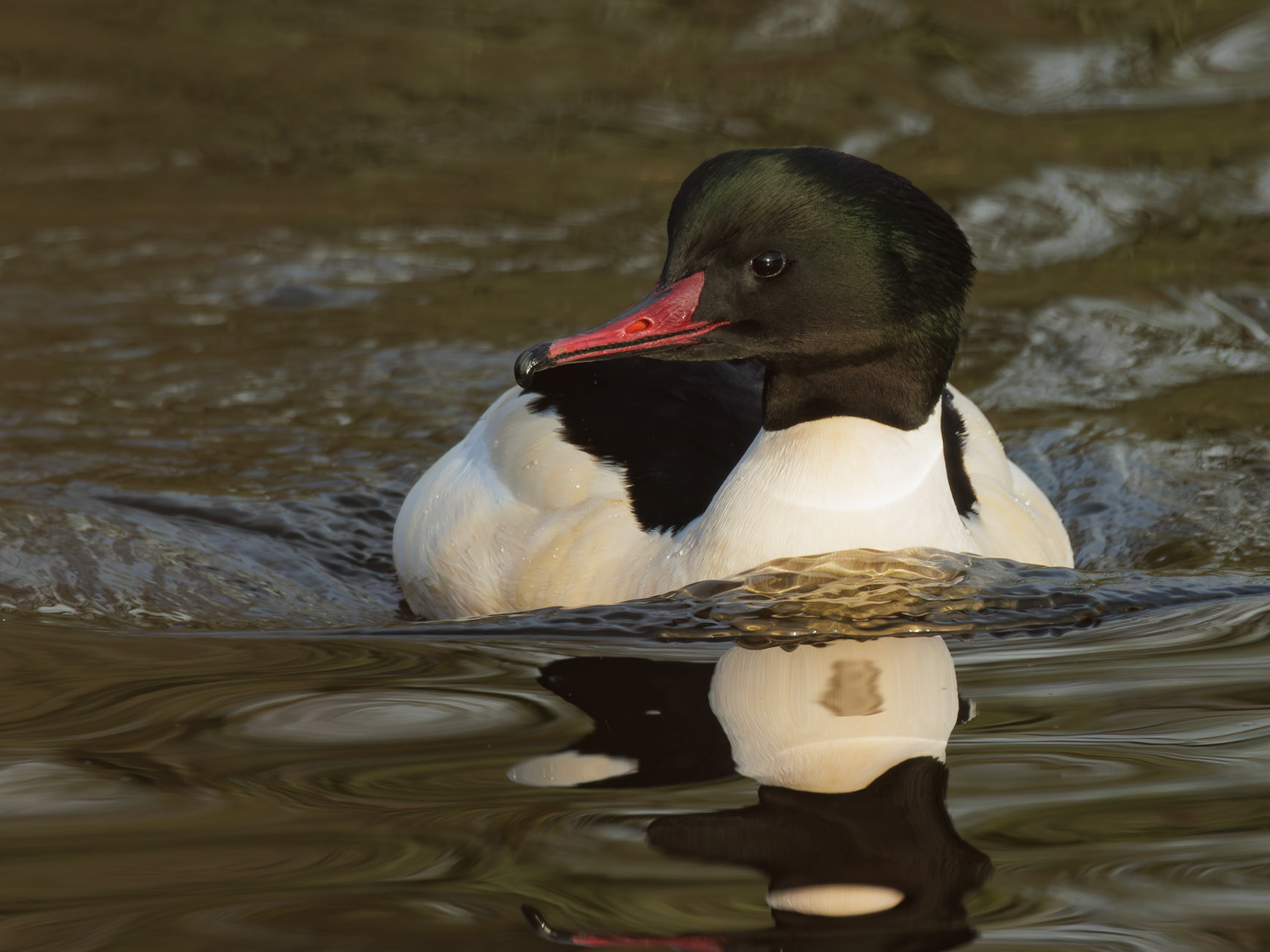 Goosander Drake
