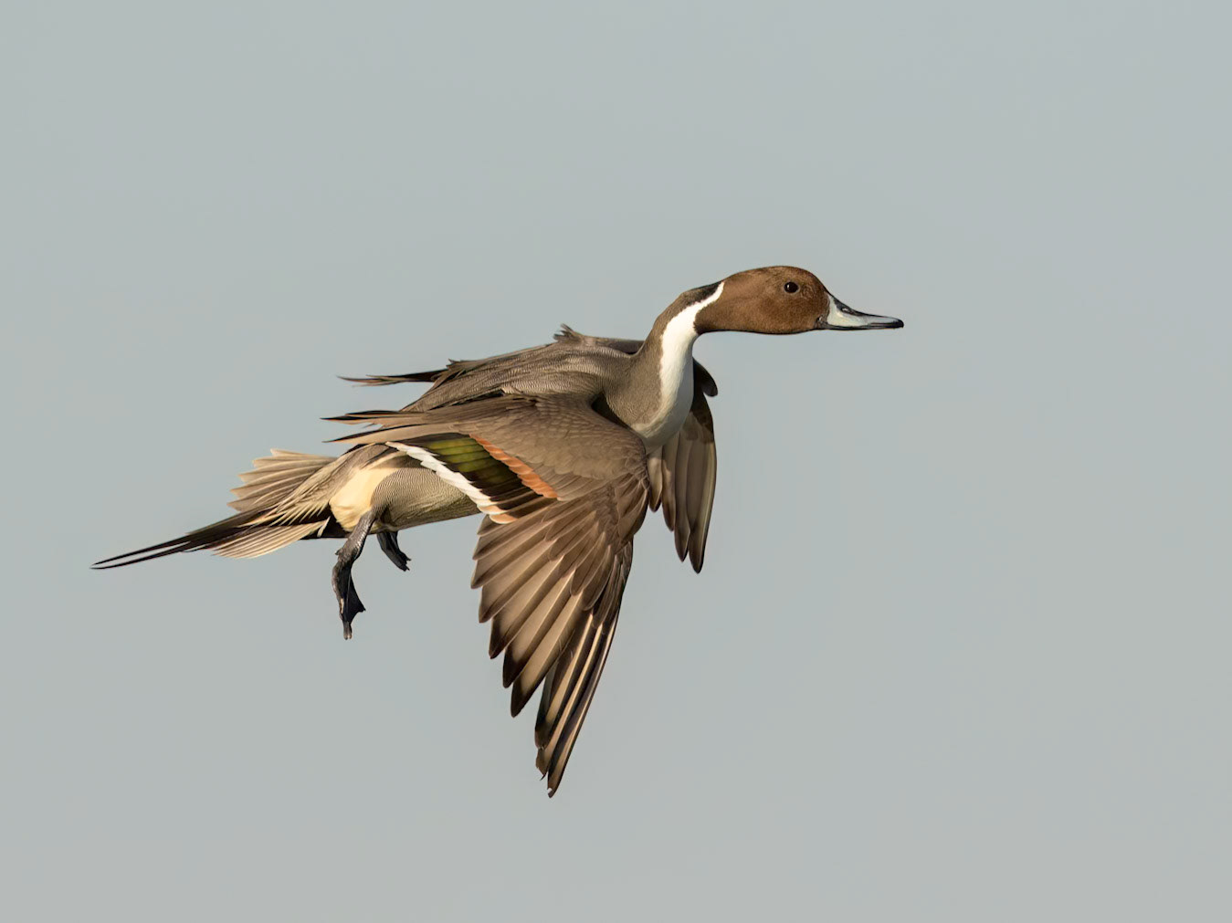 Northern Pintail (Anas acuta)