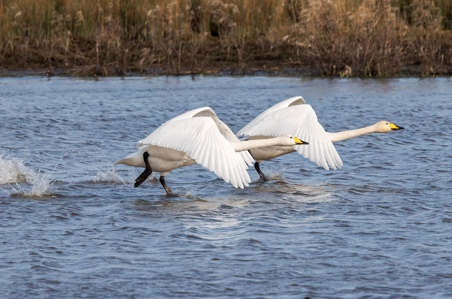 Whooper Swan