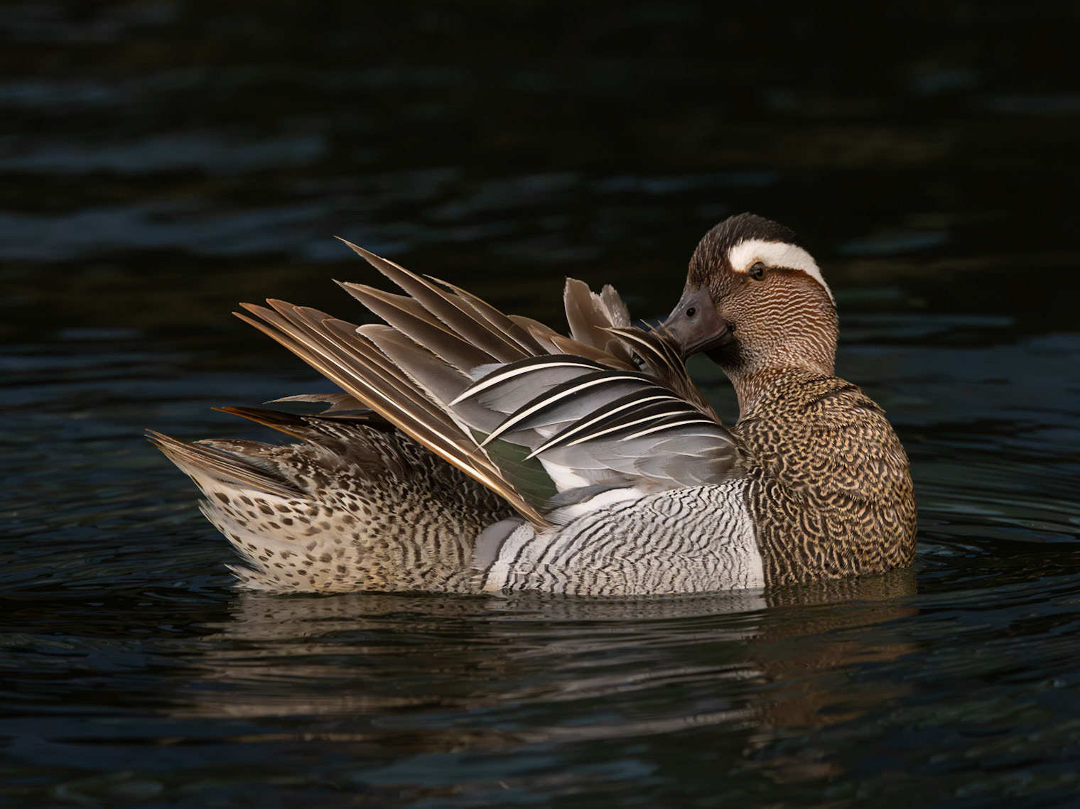 Garganey Drake