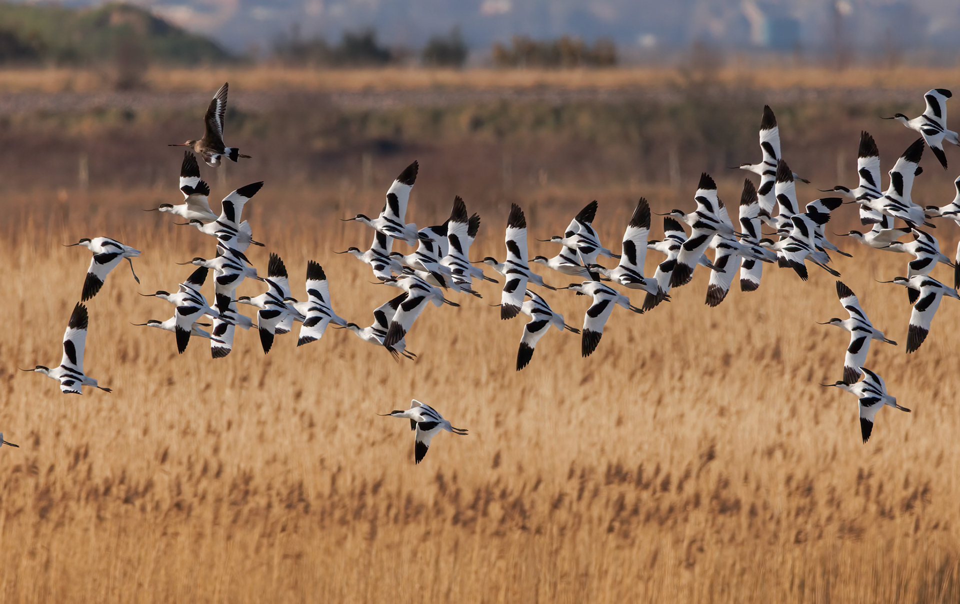 Pied Avocet