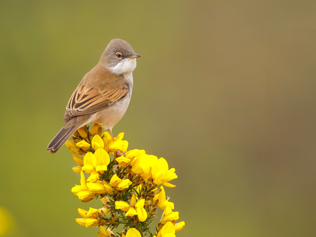 Common Whitethroat