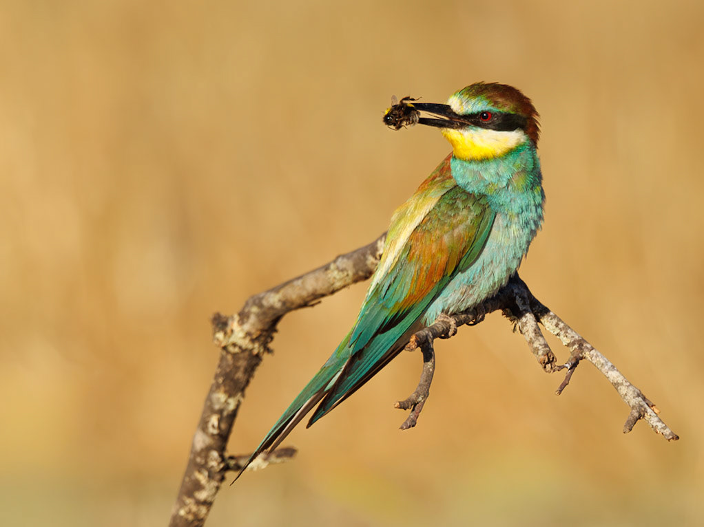 European Bee-eater