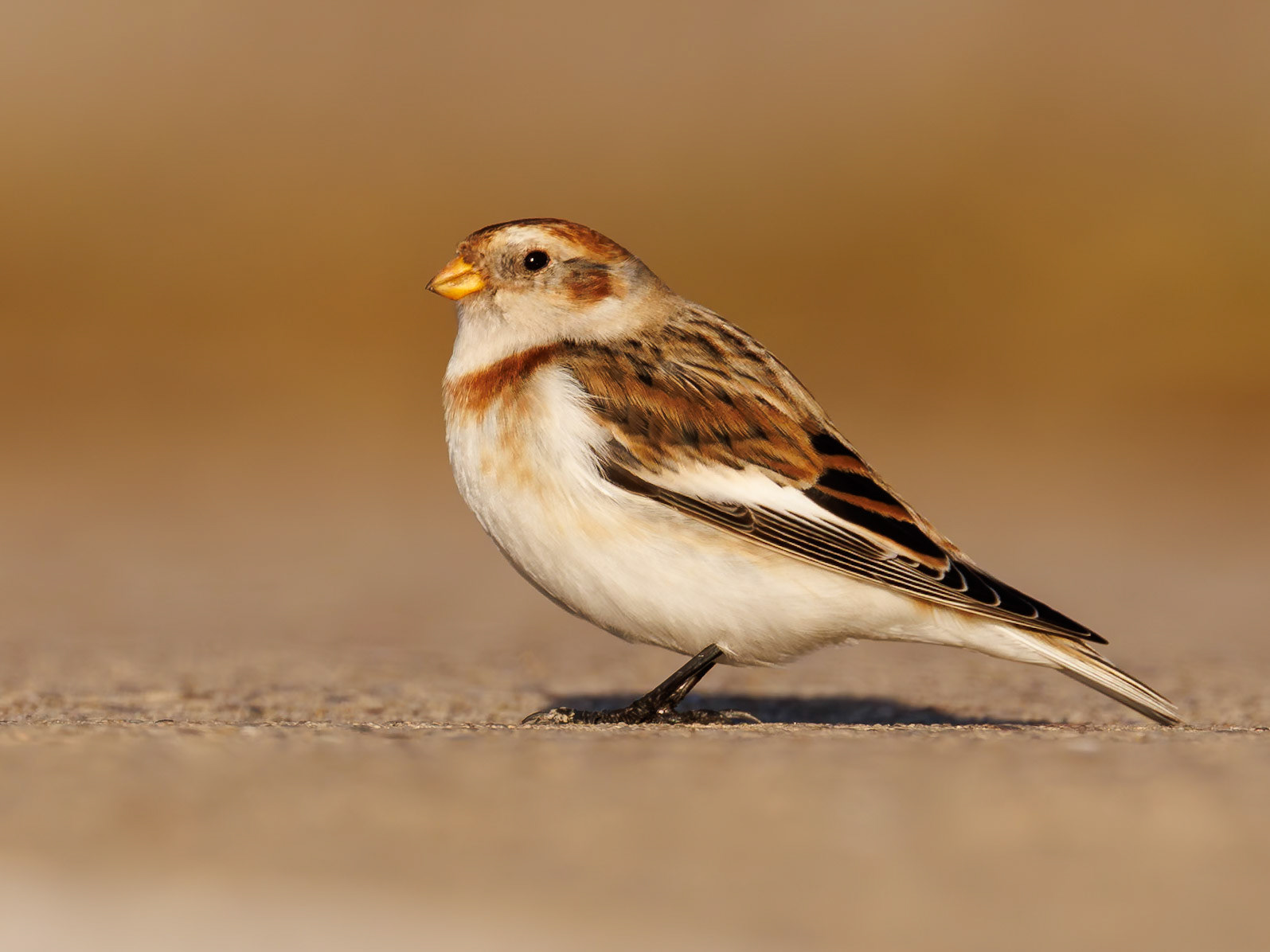 Snow Bunting