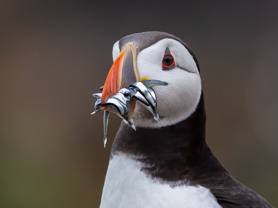 Atlantic Puffin (Fratercula arctica)