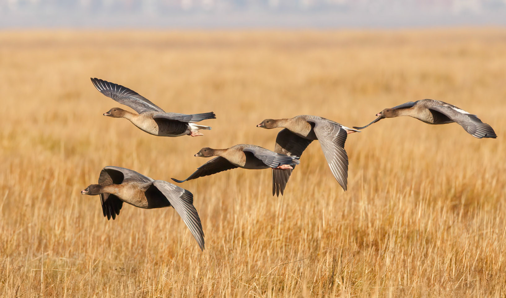 Pink-footed Goose (Anser brachyrhynchus)