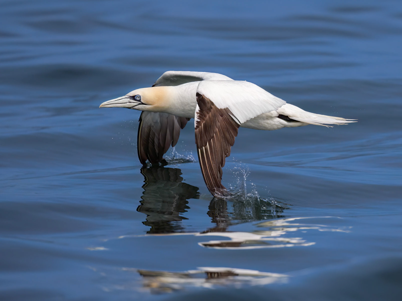 Northern Gannet