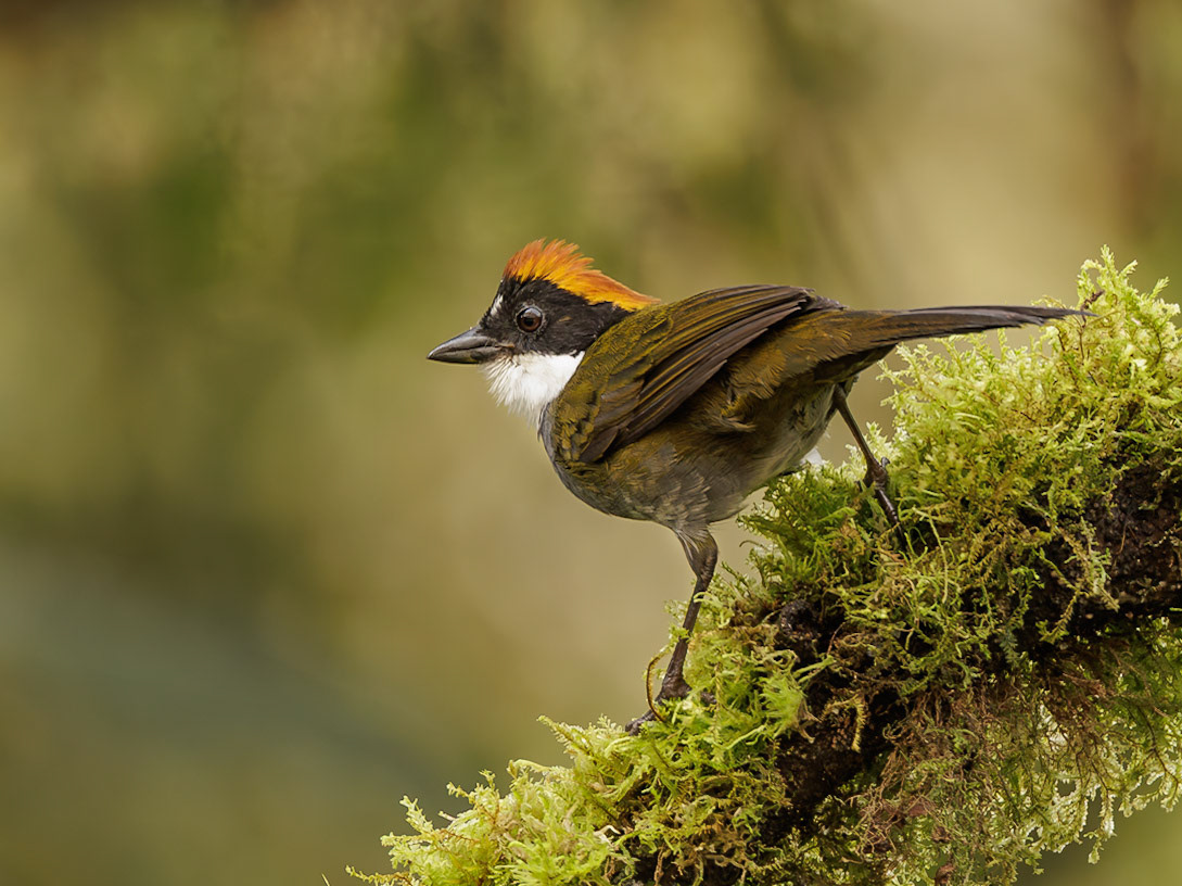Chestnut-capped Brushfinch
