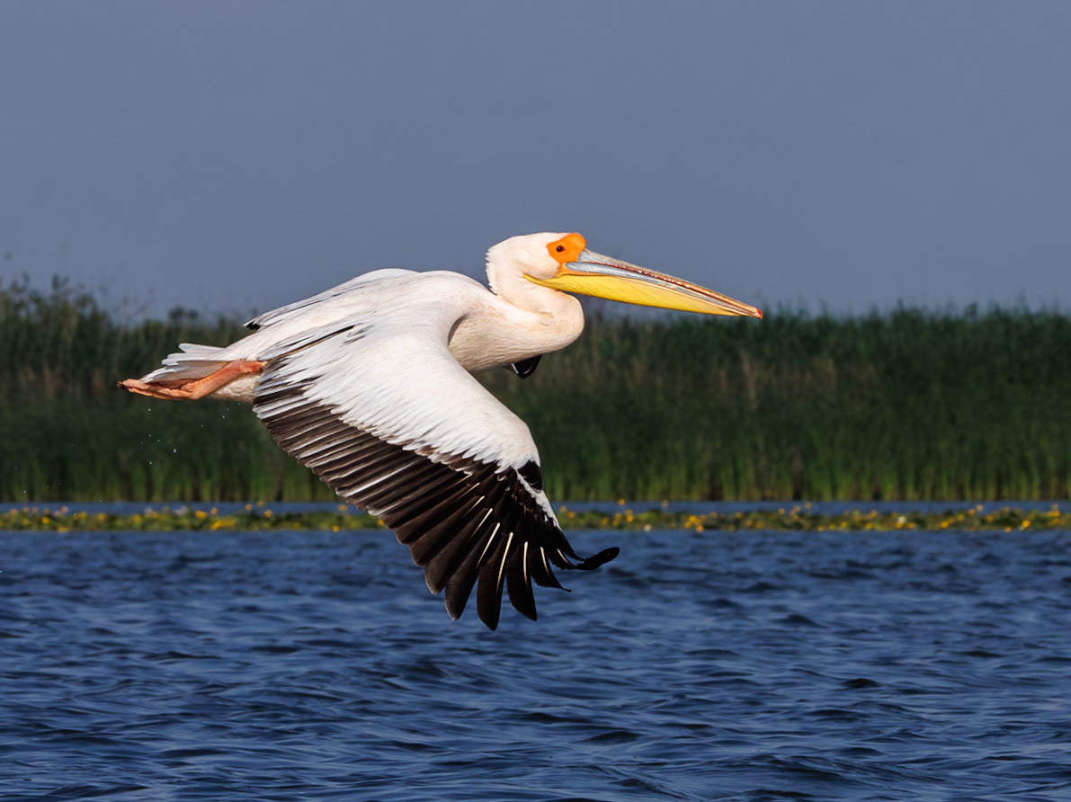 White-backed Pelican