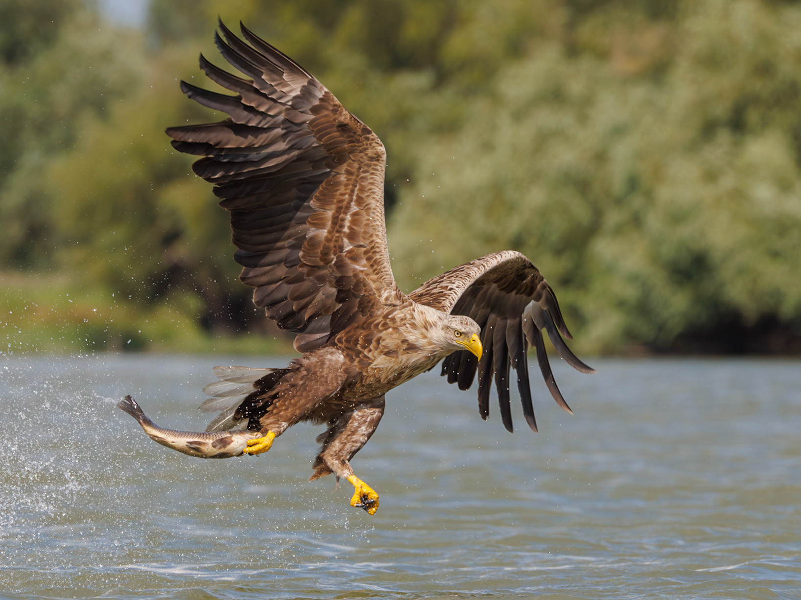 White-tailed Sea Eagle