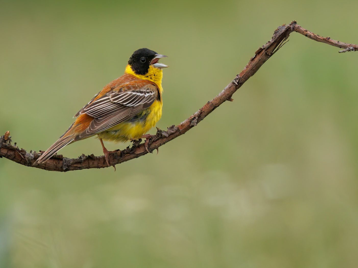 Black-headed Bunting