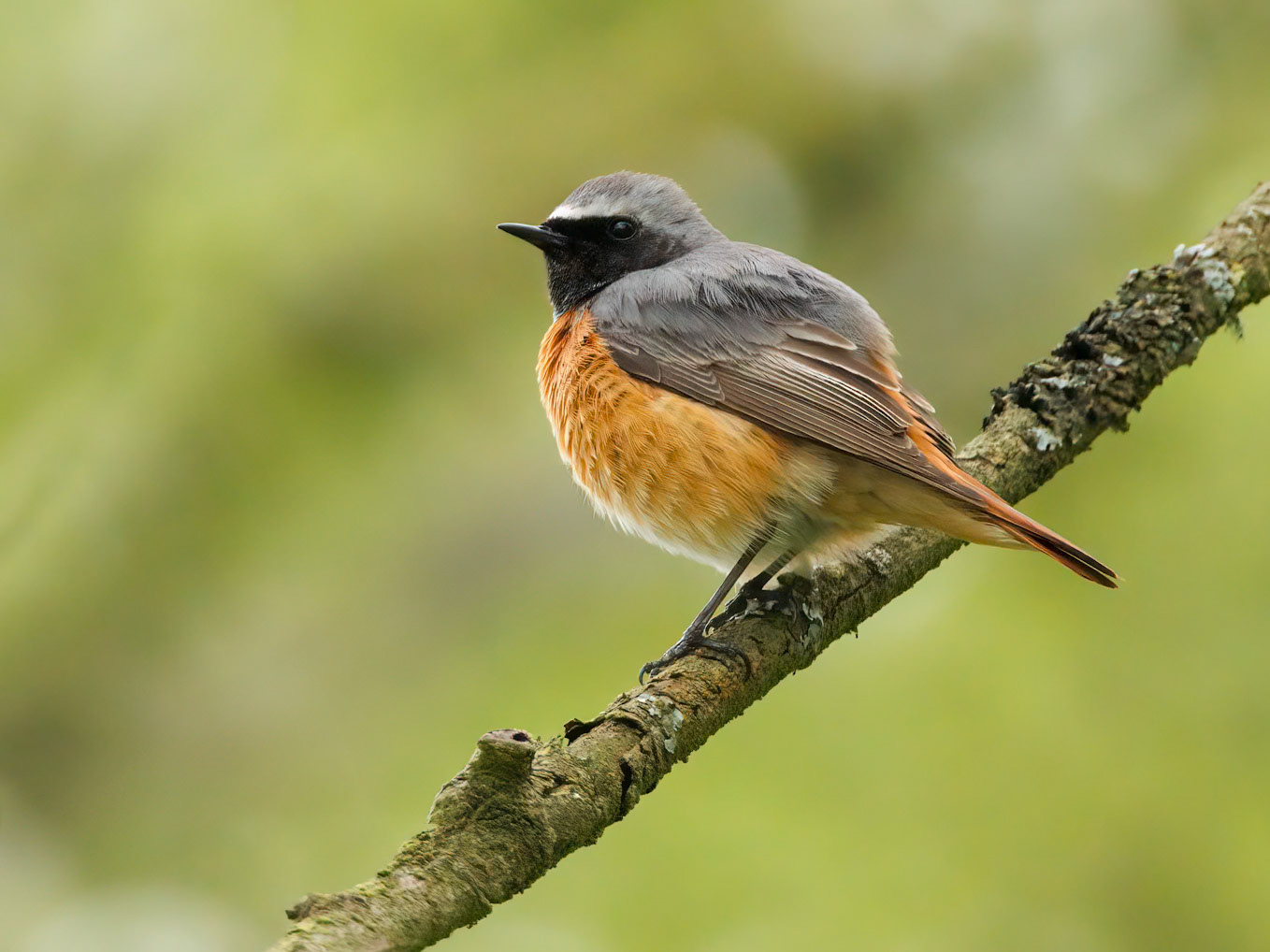 Common Redstart