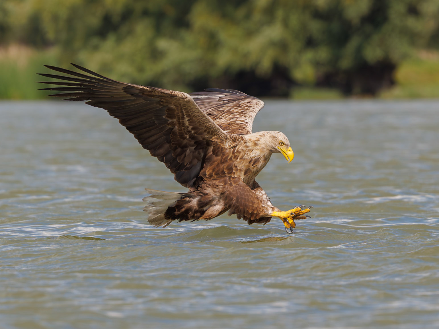 White-tailed Sea Eagle