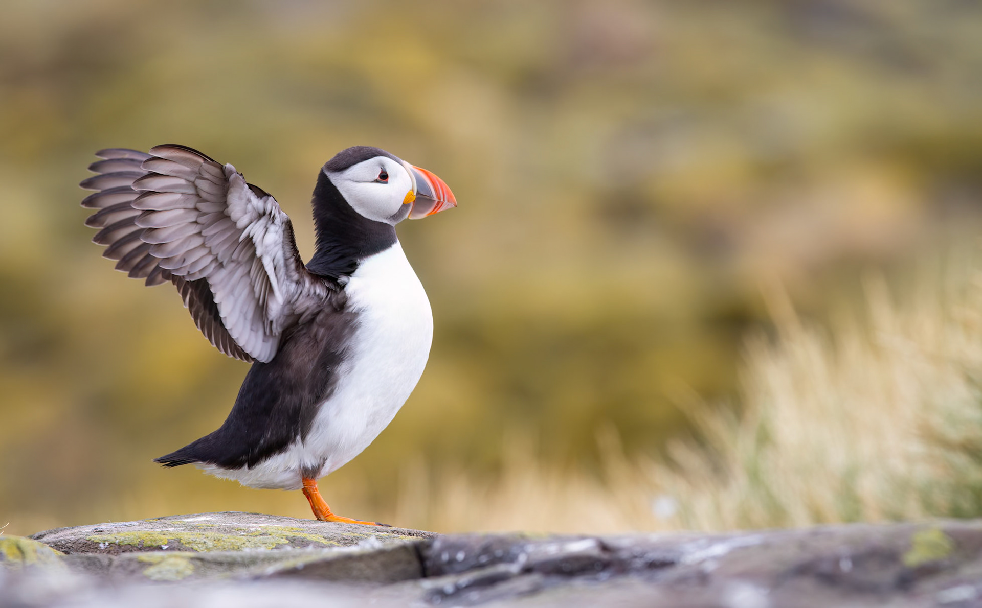 Atlantic puffin (Fratercula arctica)