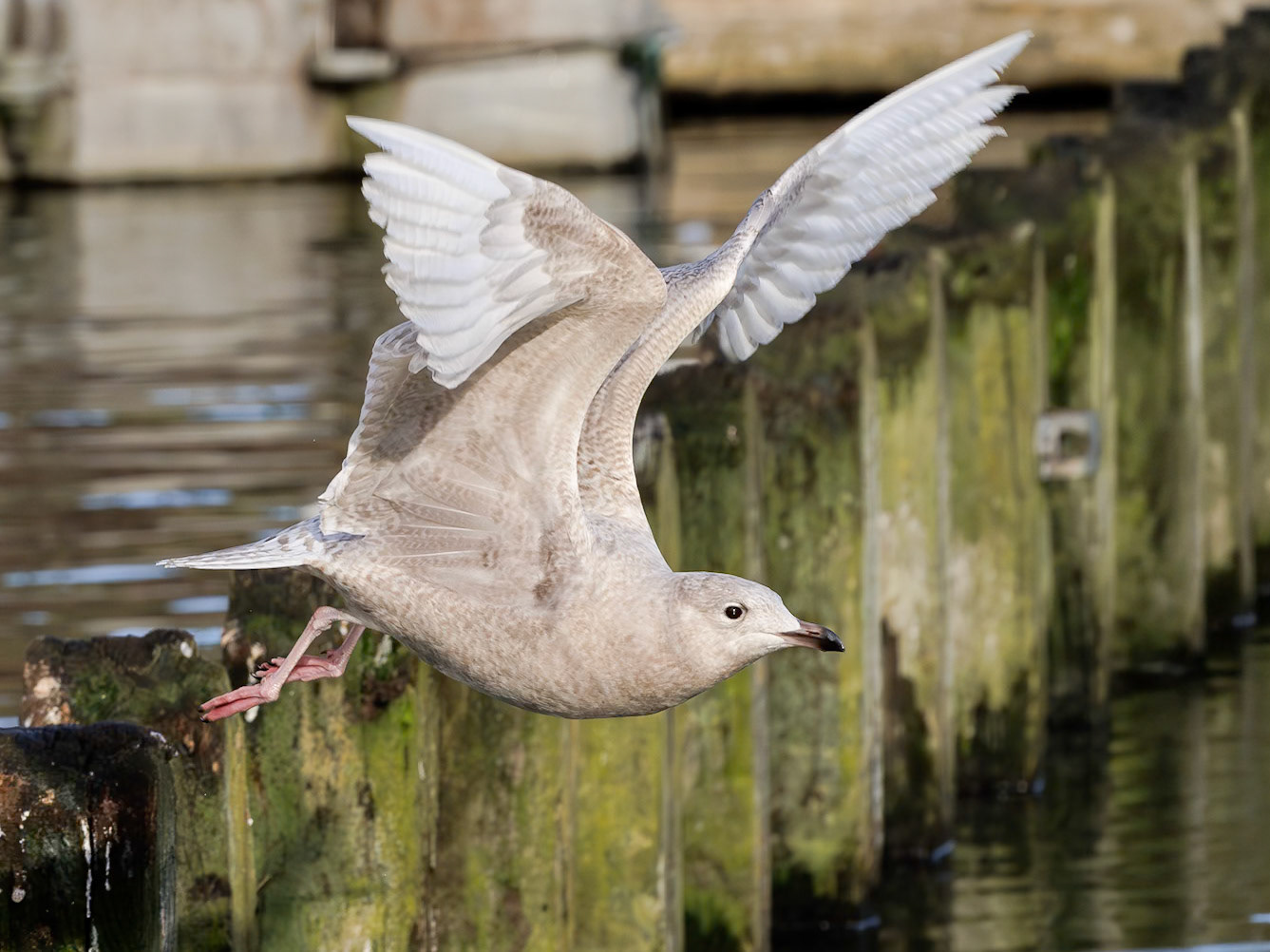 Iceland Gull