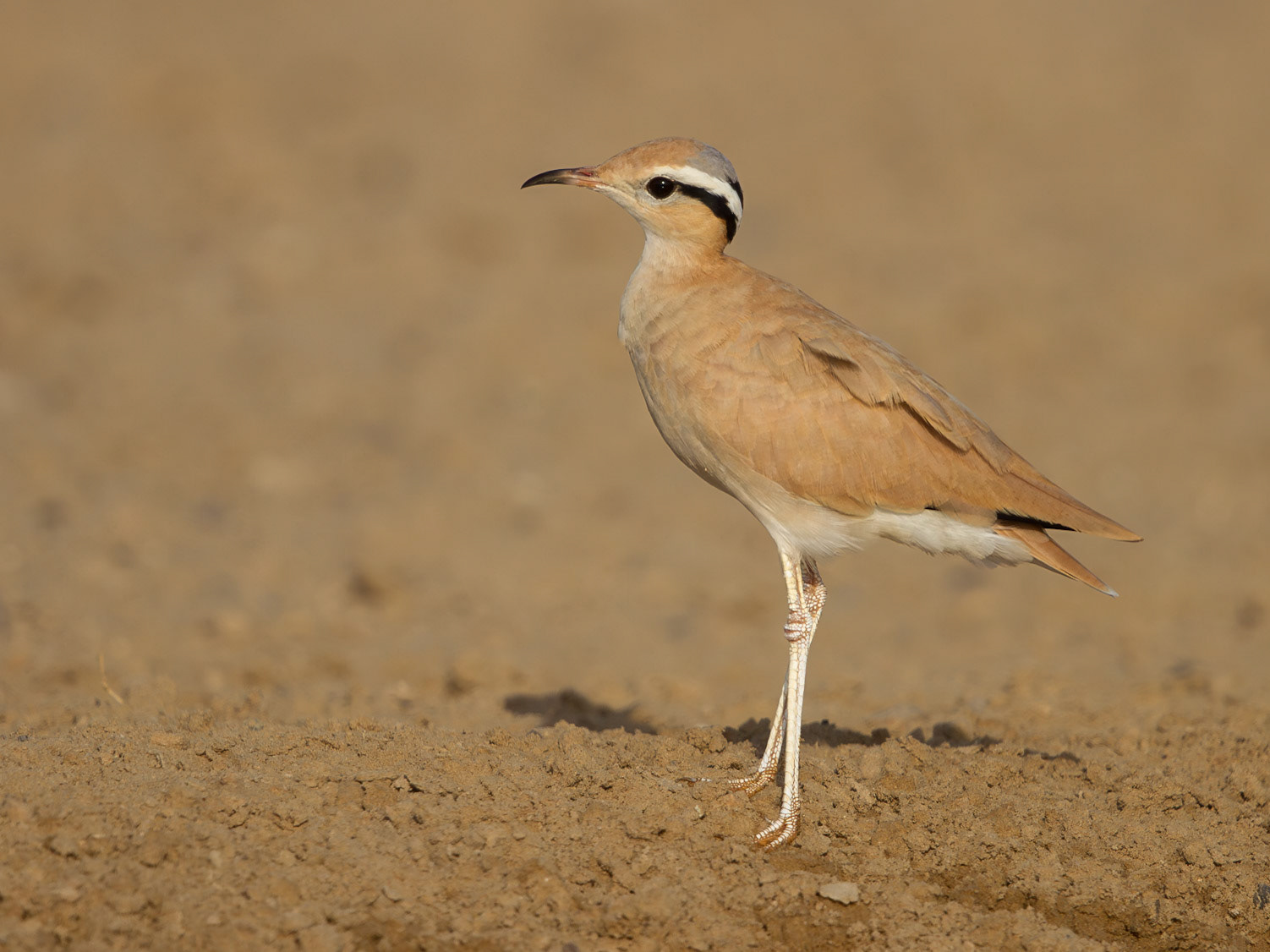 Cream-coloured Courser