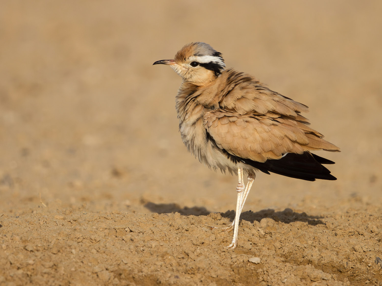 Cream-coloured Courser
