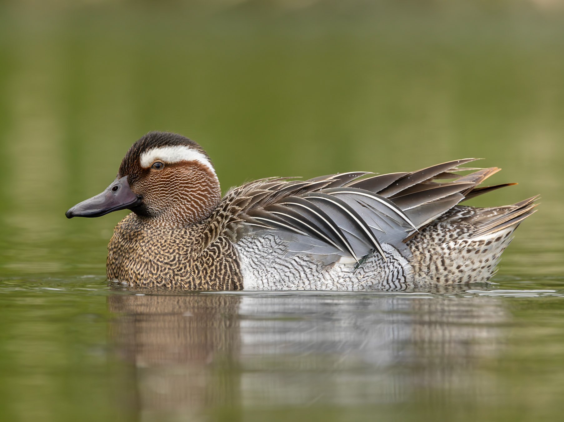 Garganey Drake