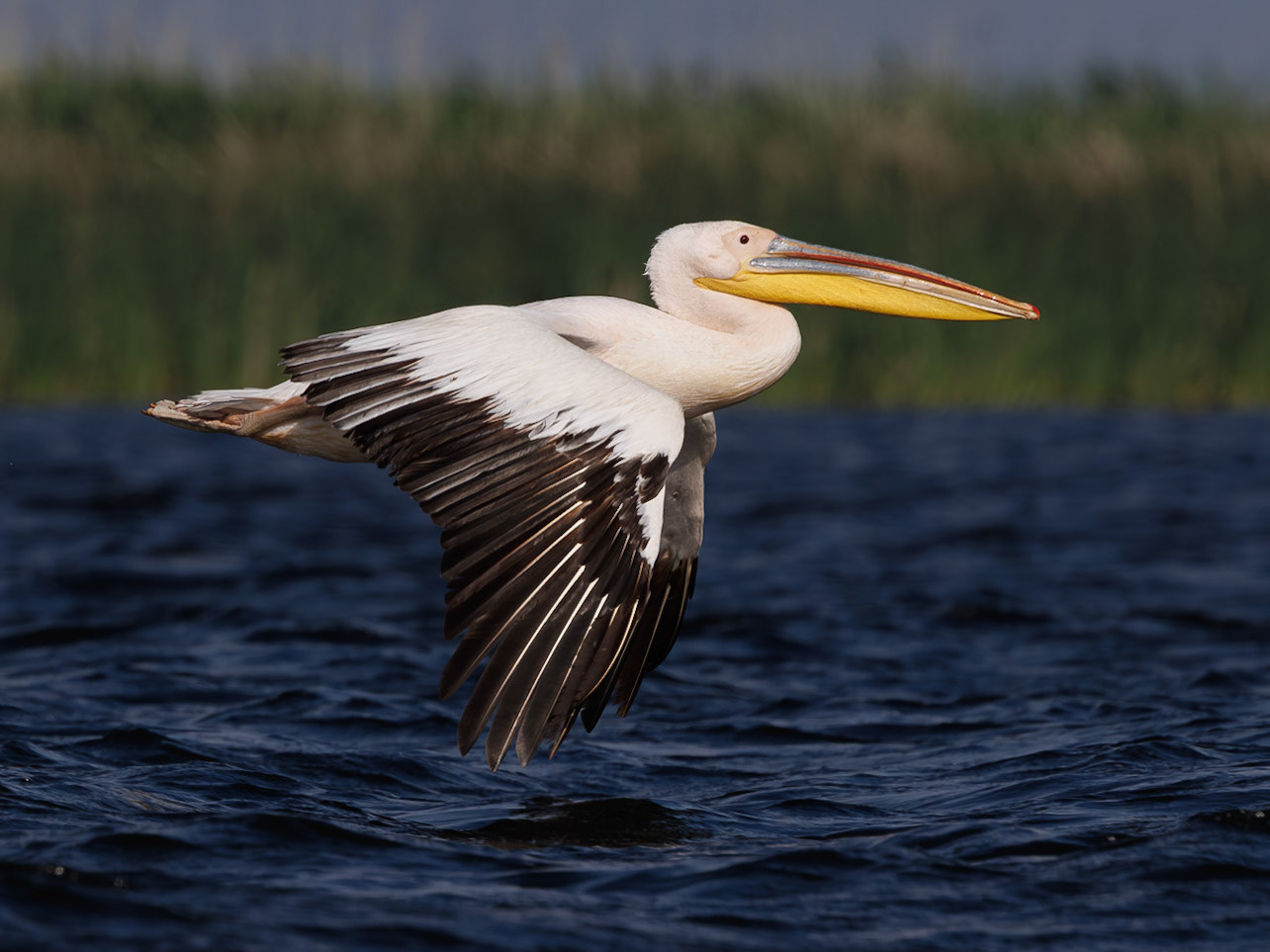 White-backed Pelican
