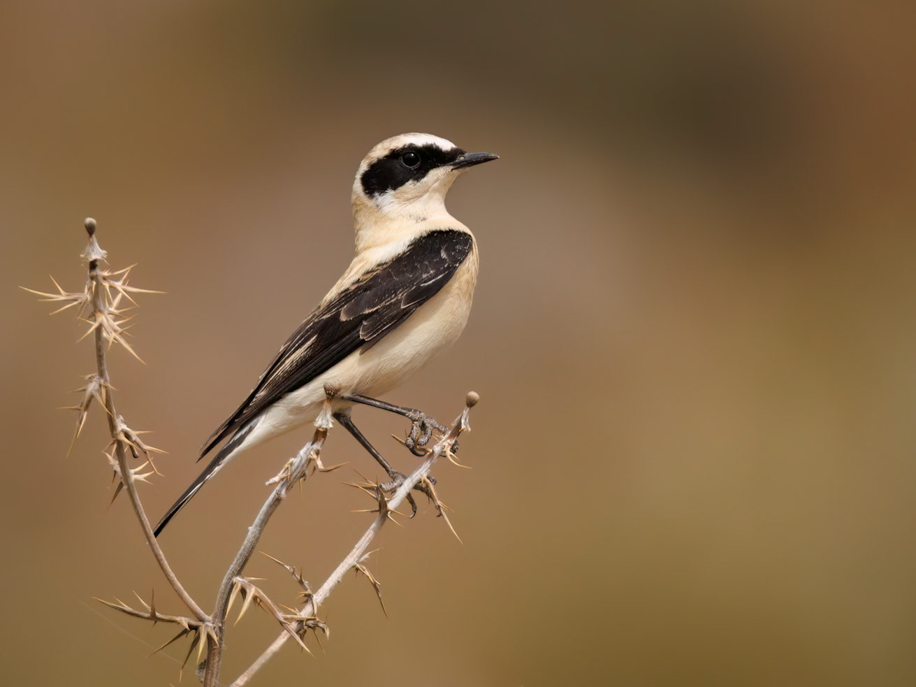 Eastern Black-eared Wheatear