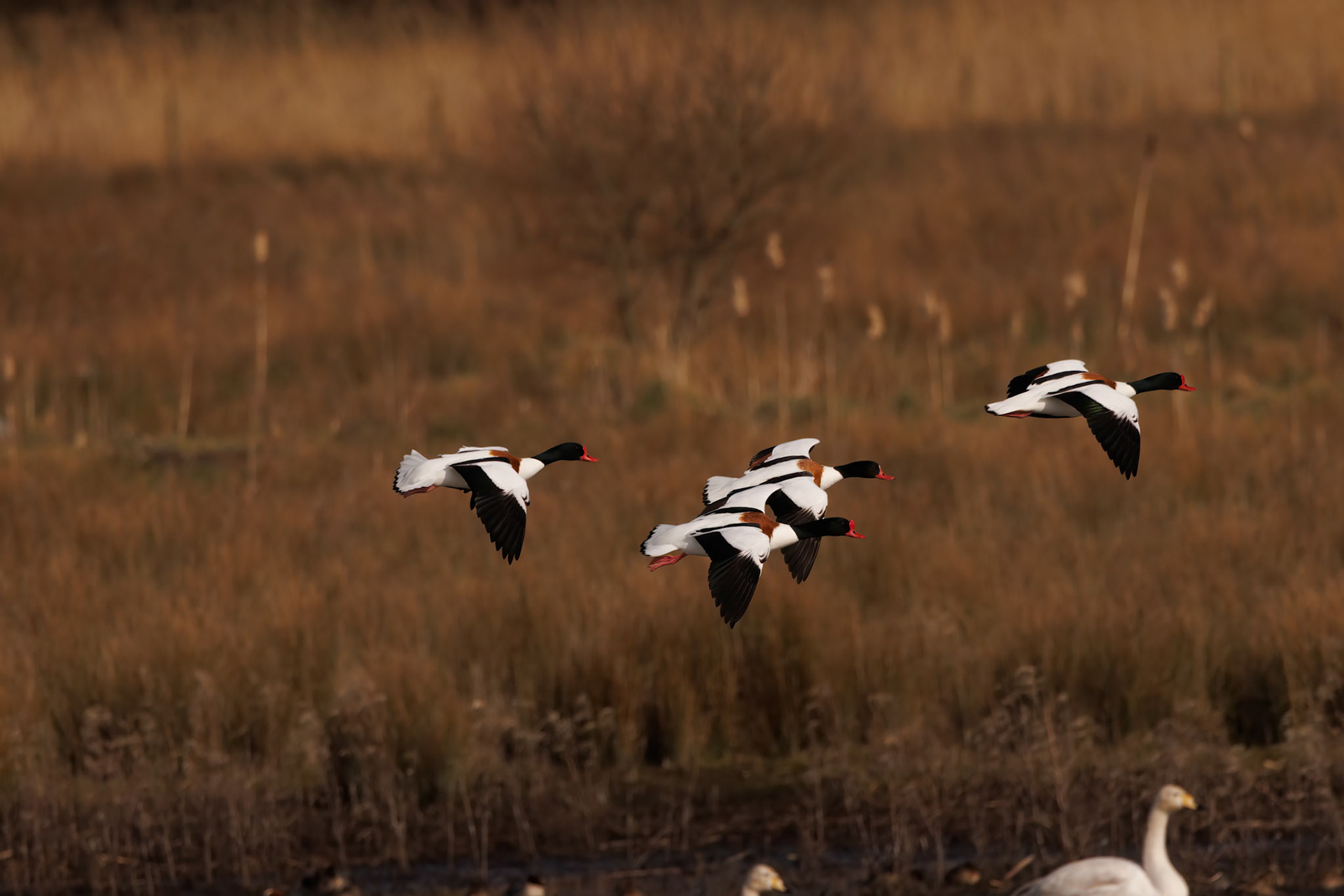 Common Shelduck