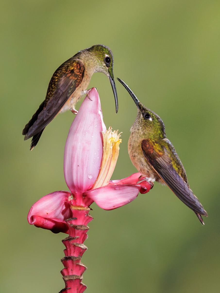 Fawn-breasted Brilliant