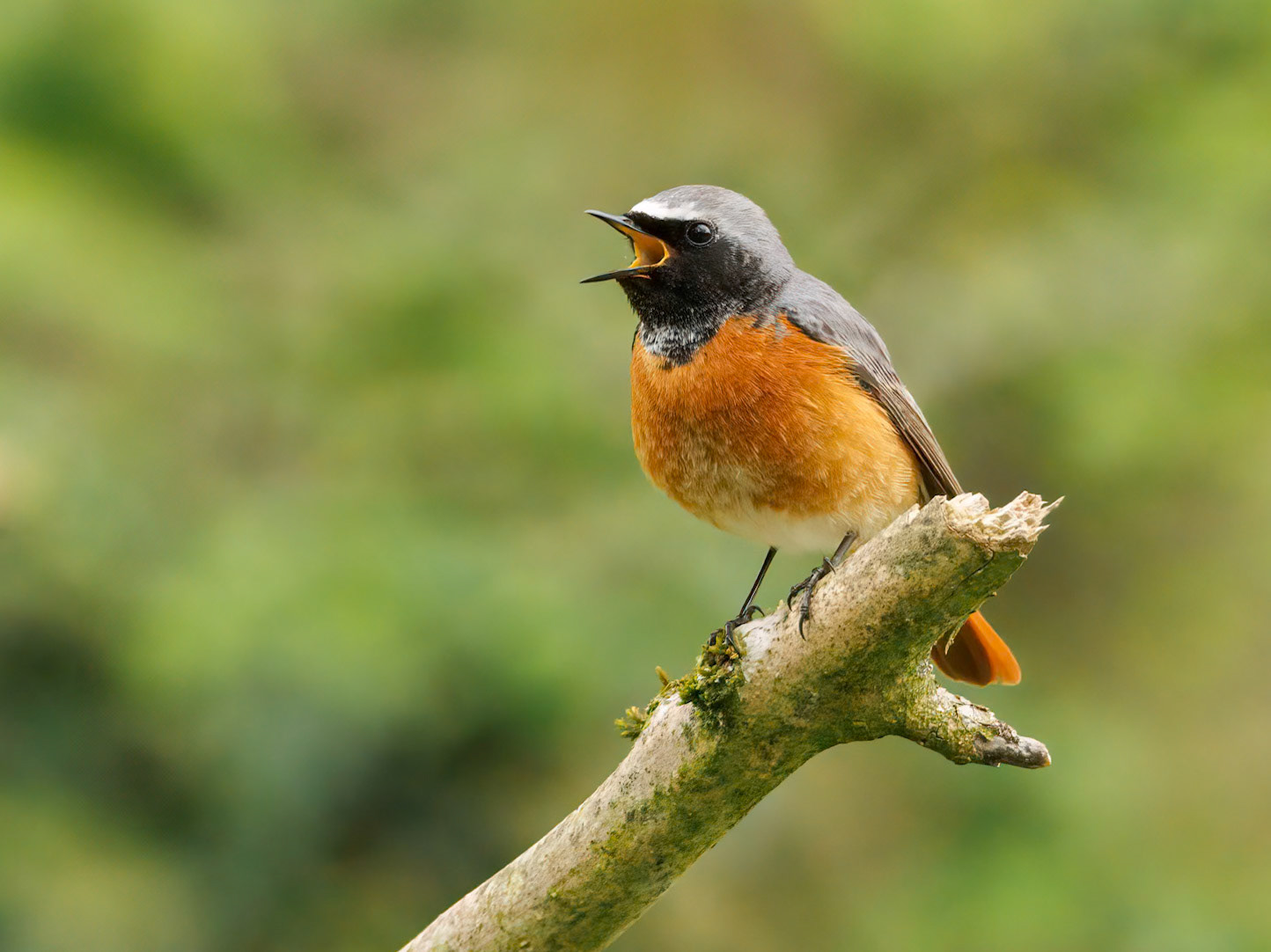 Common Redstart