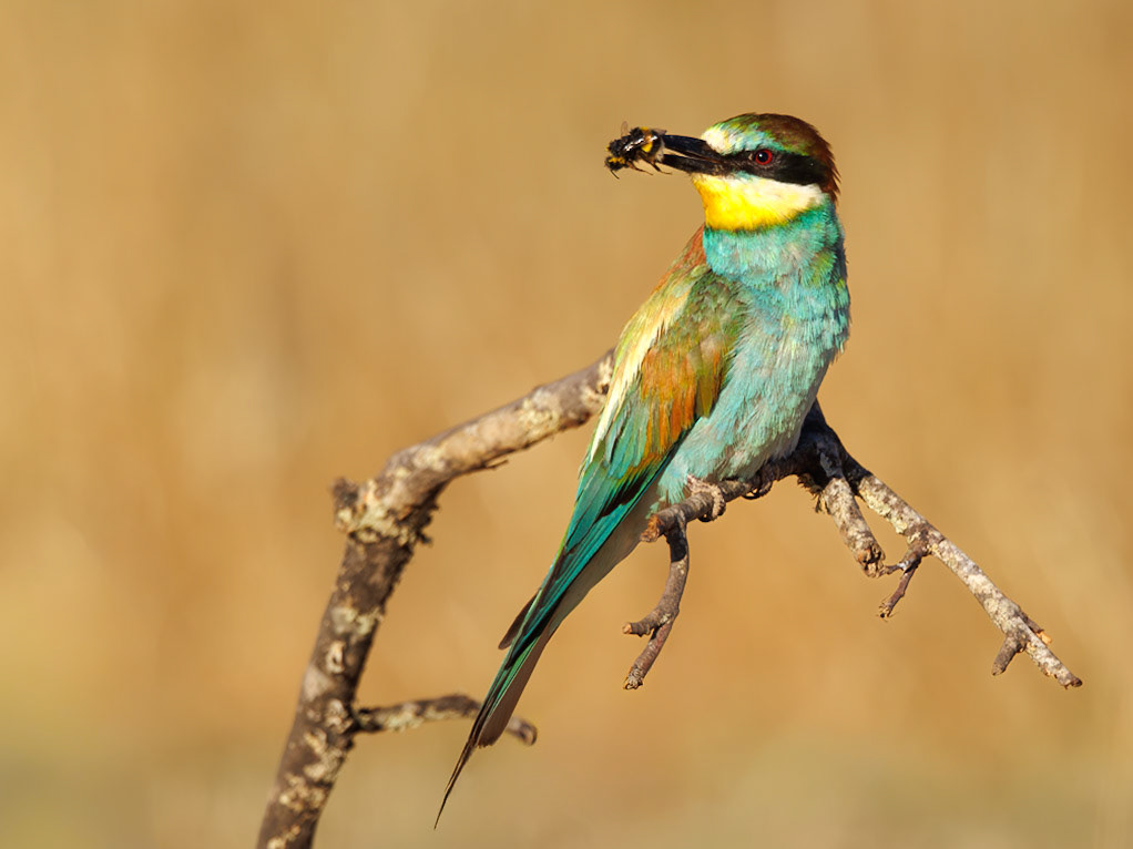 European Bee-eater