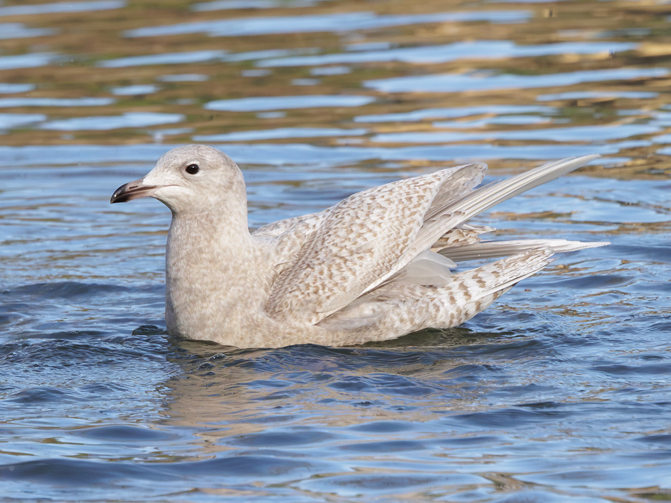 Iceland Gull (Juvenile)