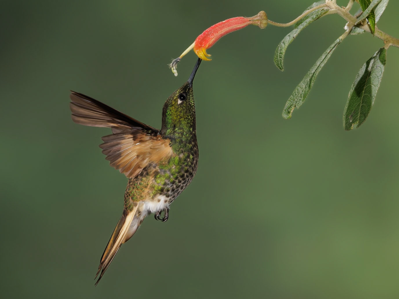 Buff-tailed Coronet