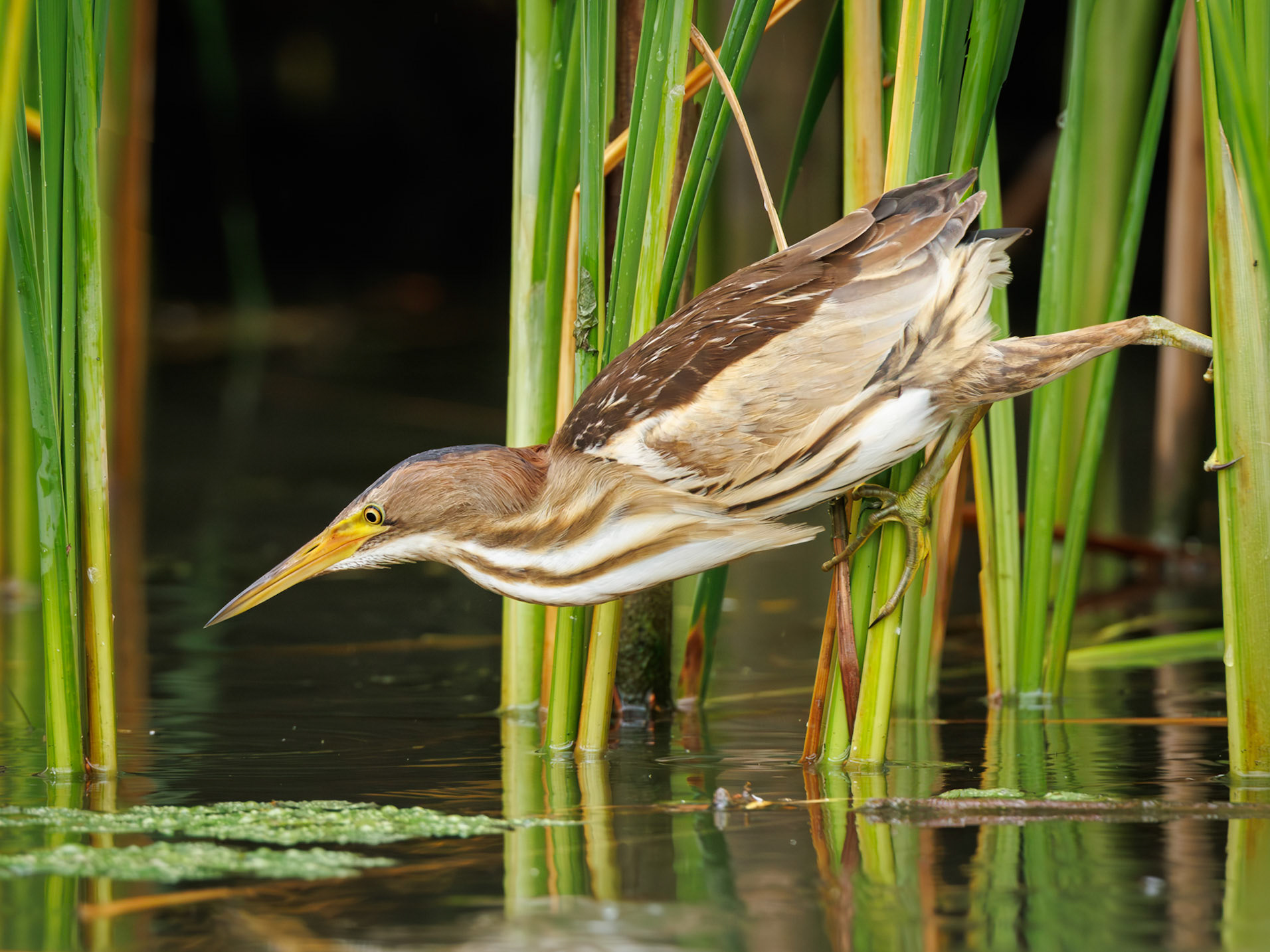 Little Bittern