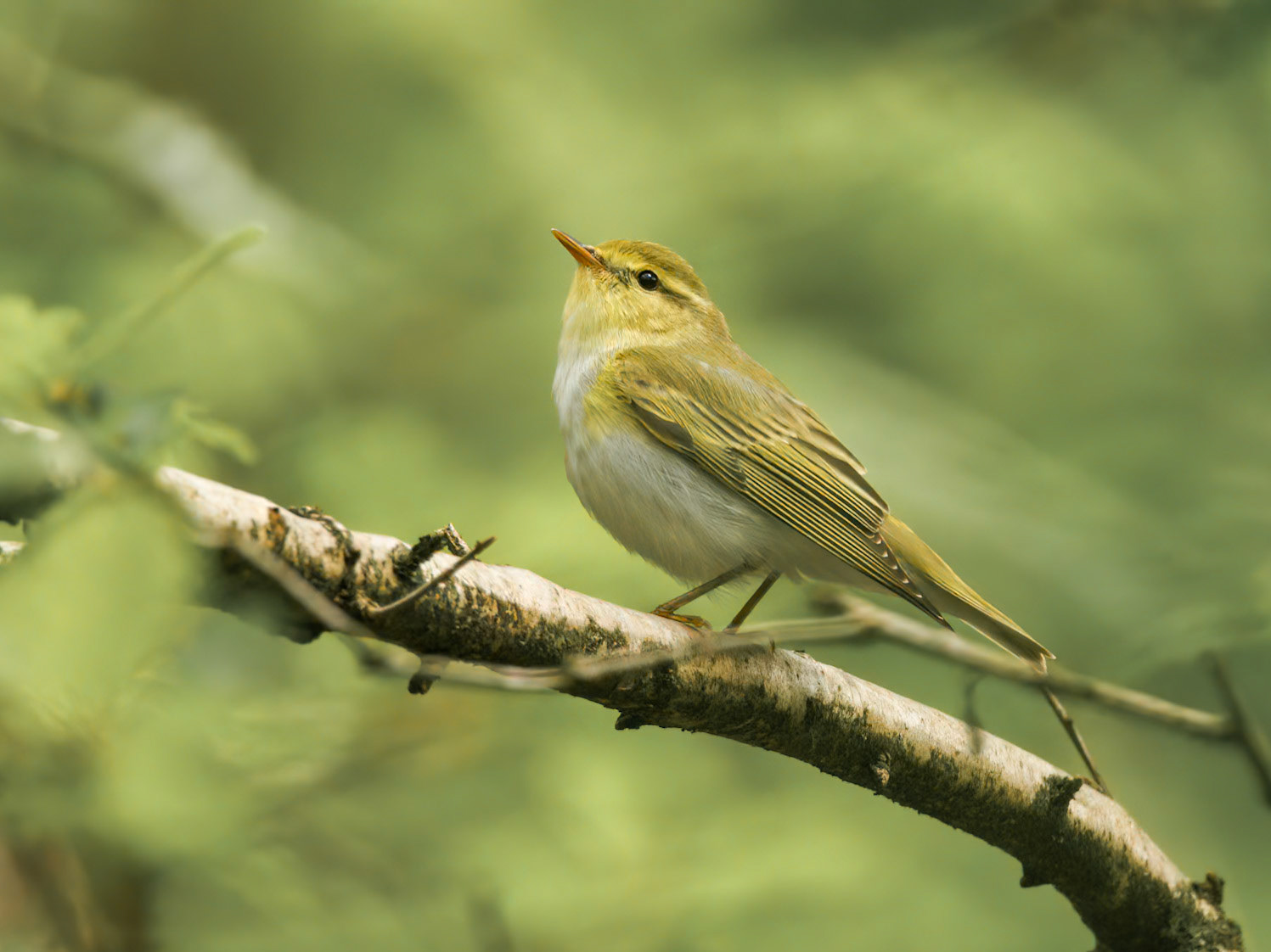 Wood Warbler