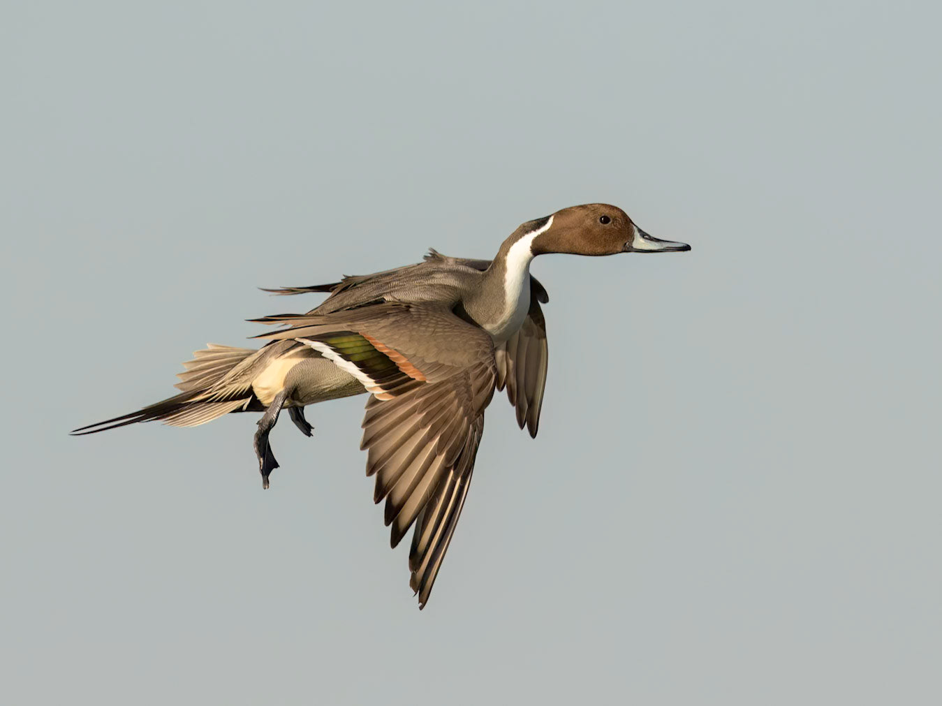 Northern Pintail (Anas acuta)