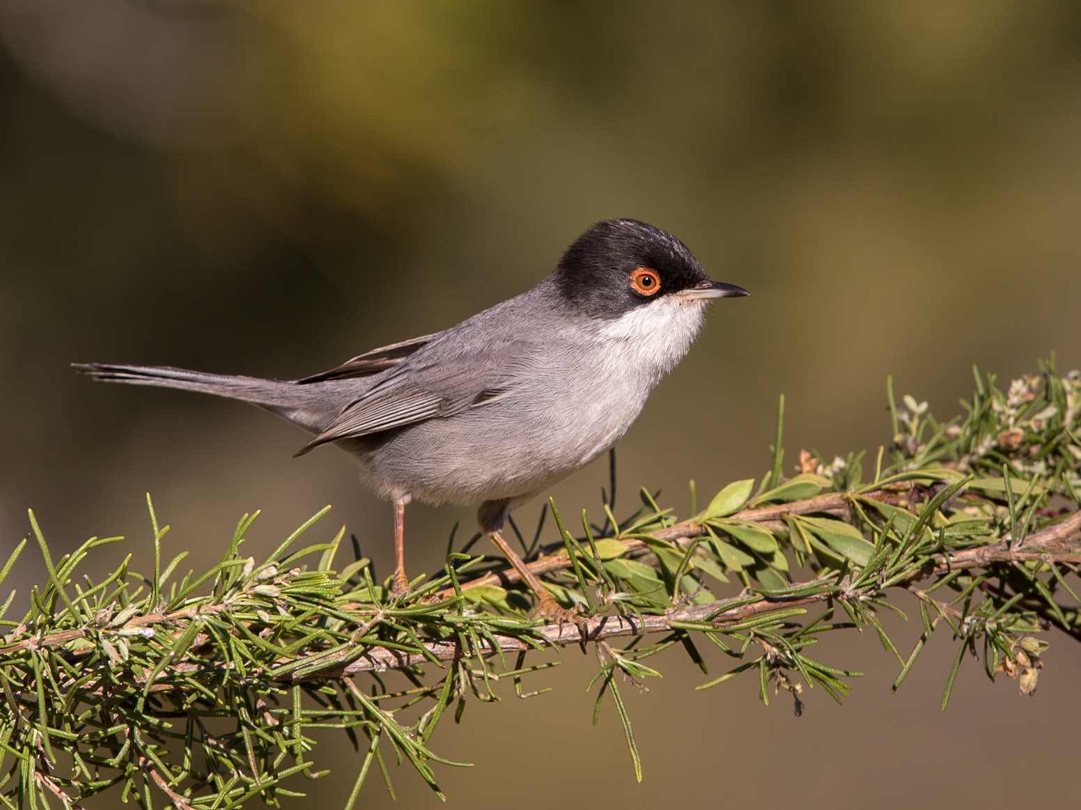 Sardinian Warbler