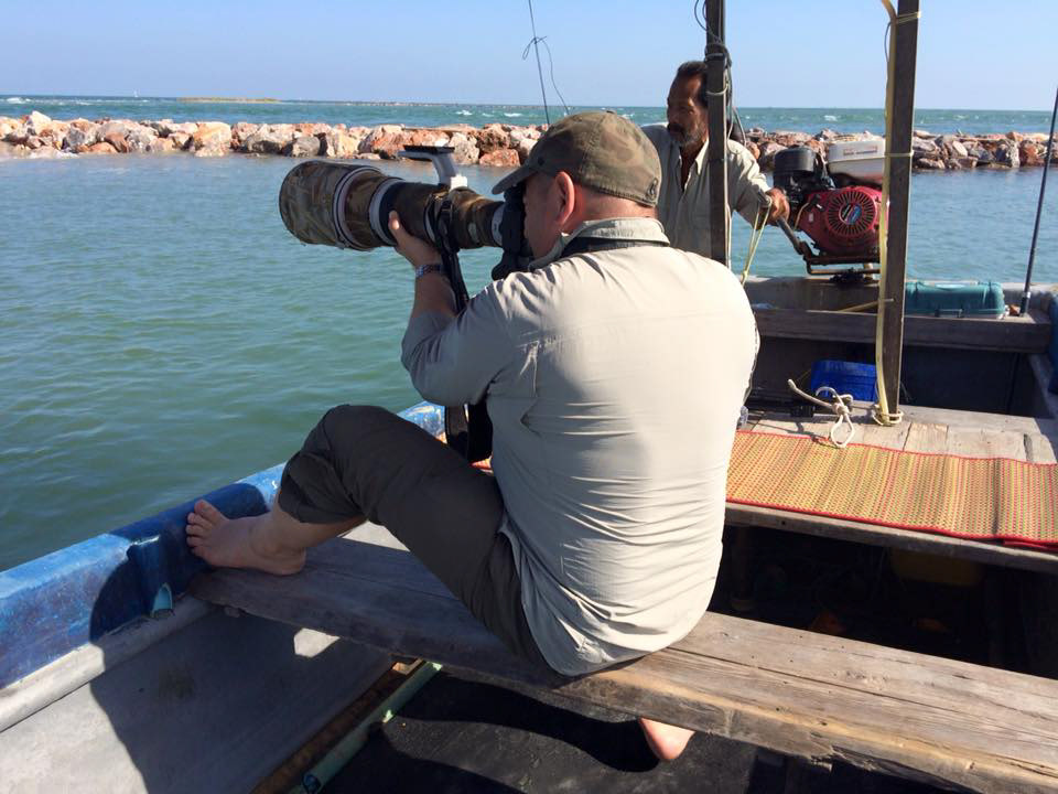 Looking for Malaysian Plover