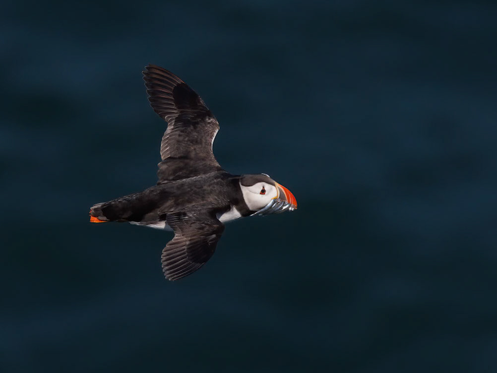 Atlantic Puffin