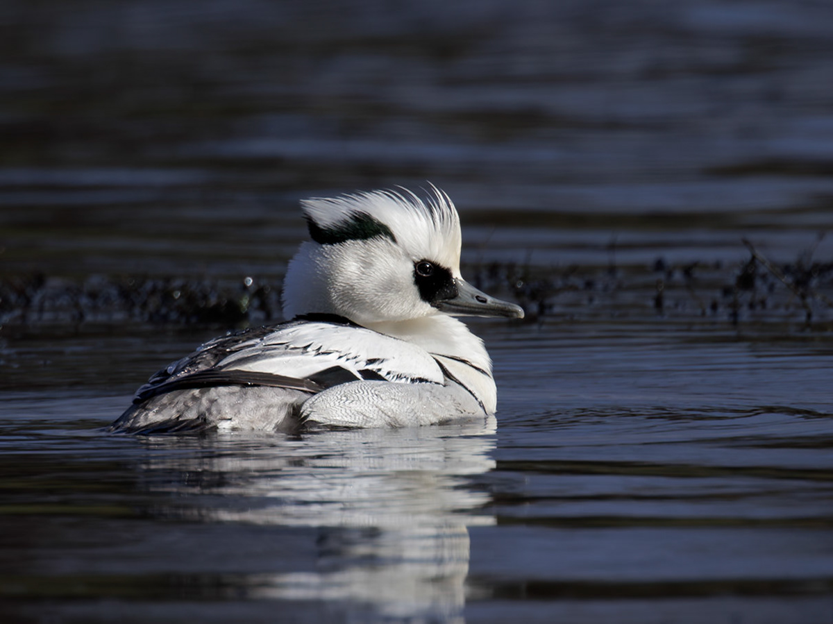 Smew (Drake)