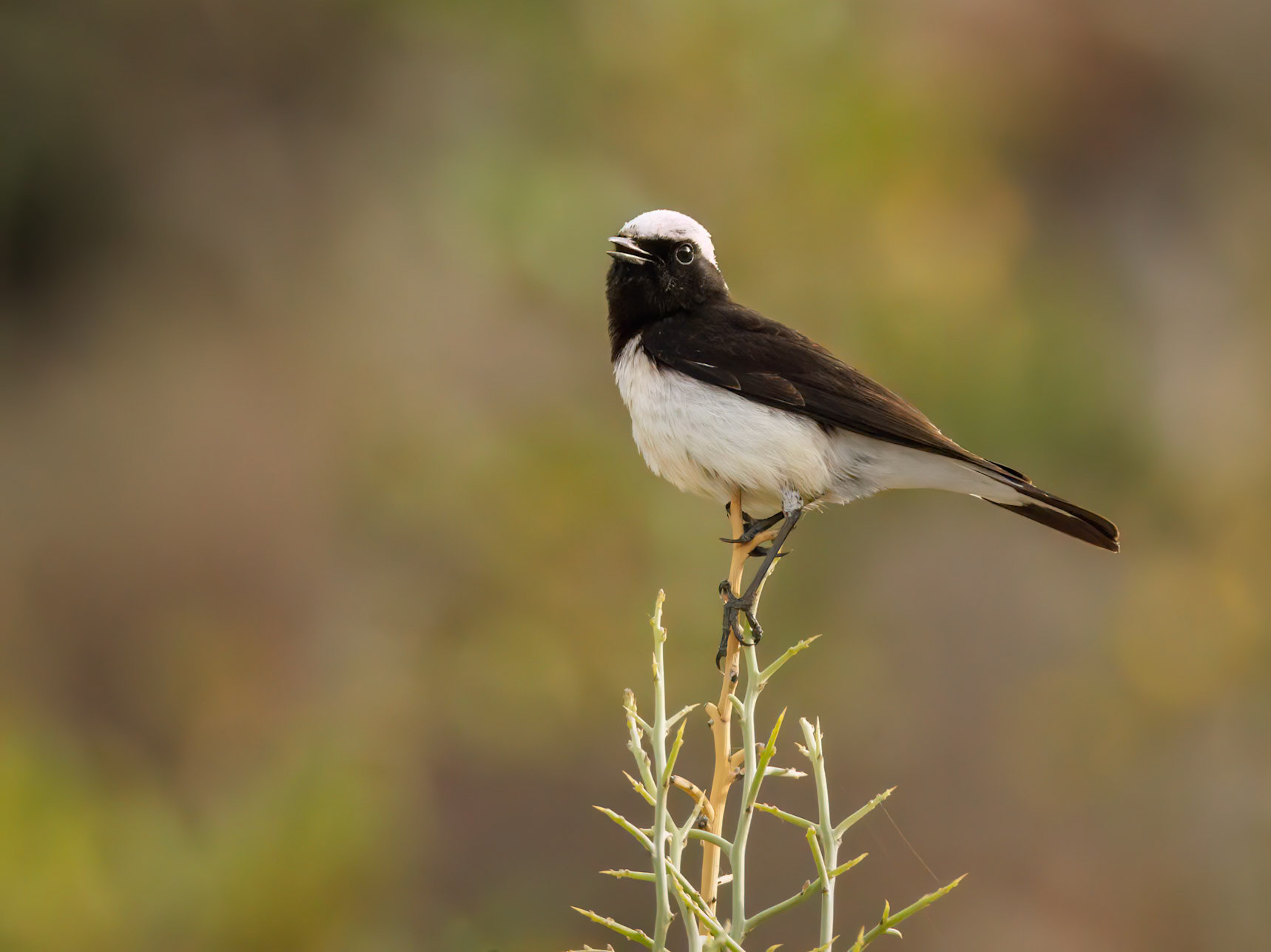 Cyprus Wheatear
