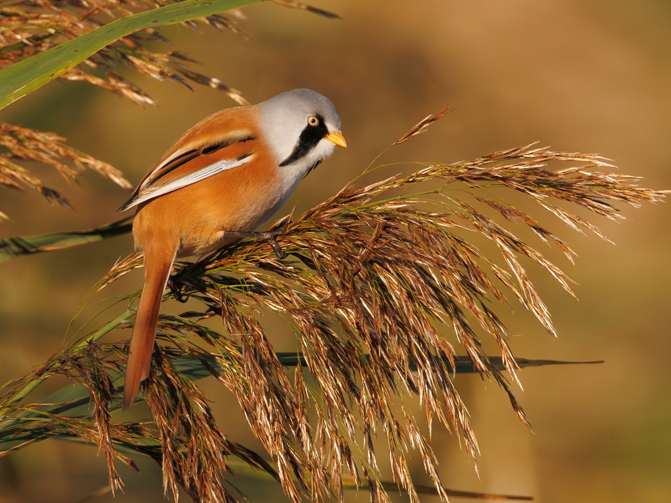 Bearded Reedling