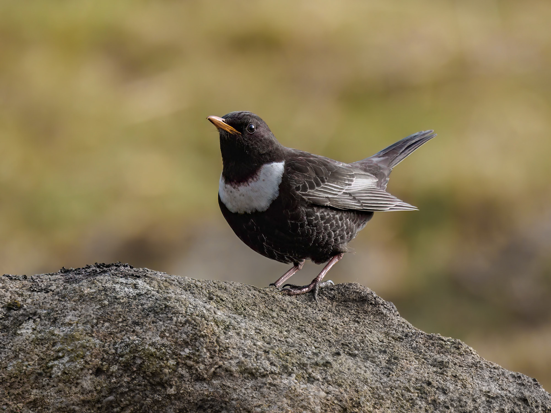 Ring Ouzel