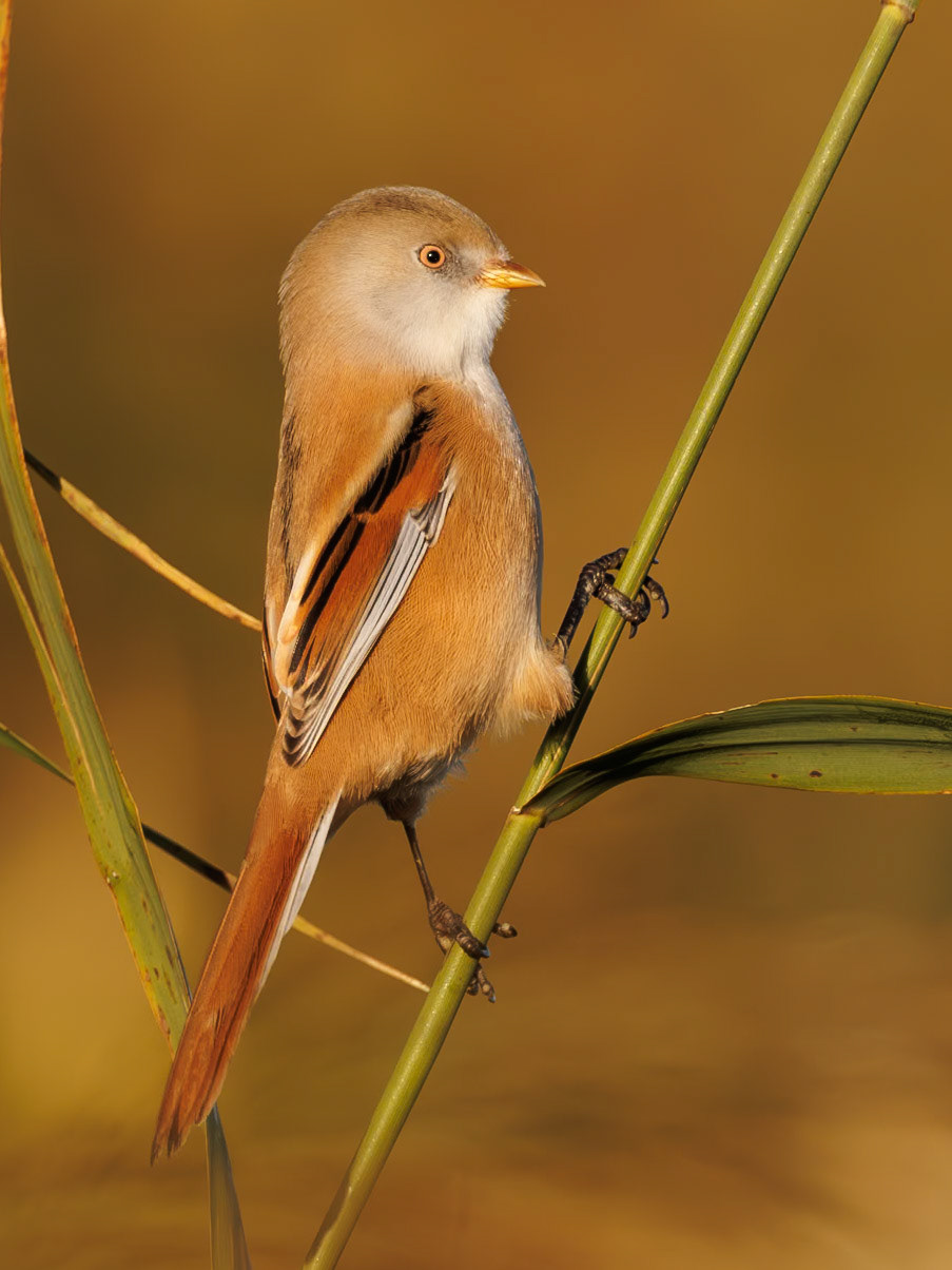 Bearded Reedling