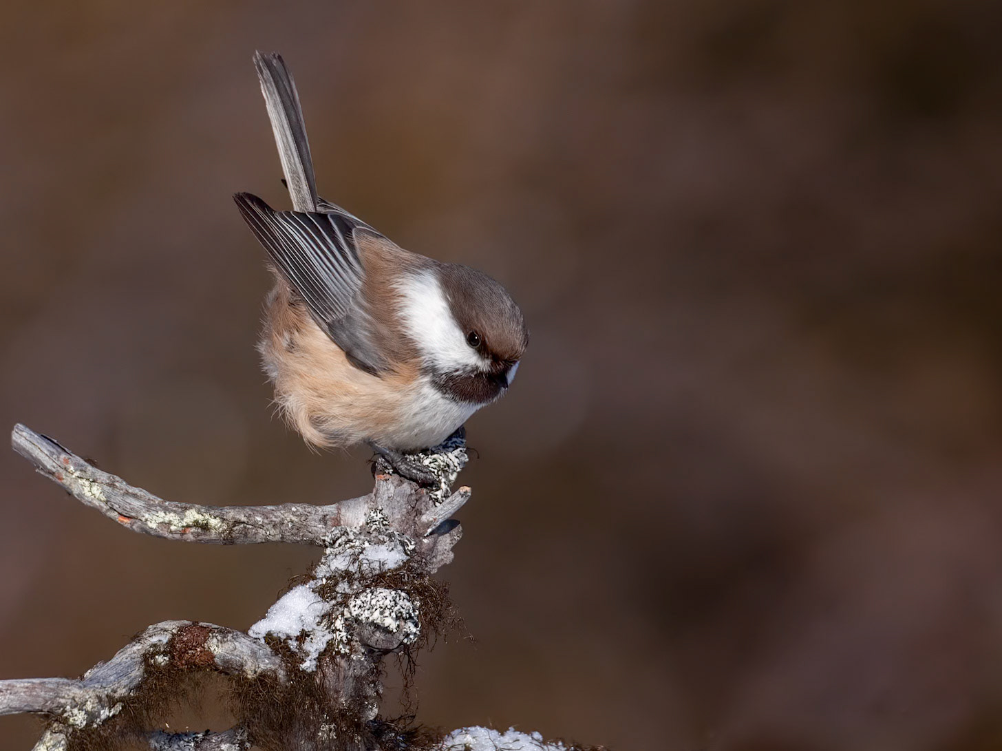 Siberian Tit