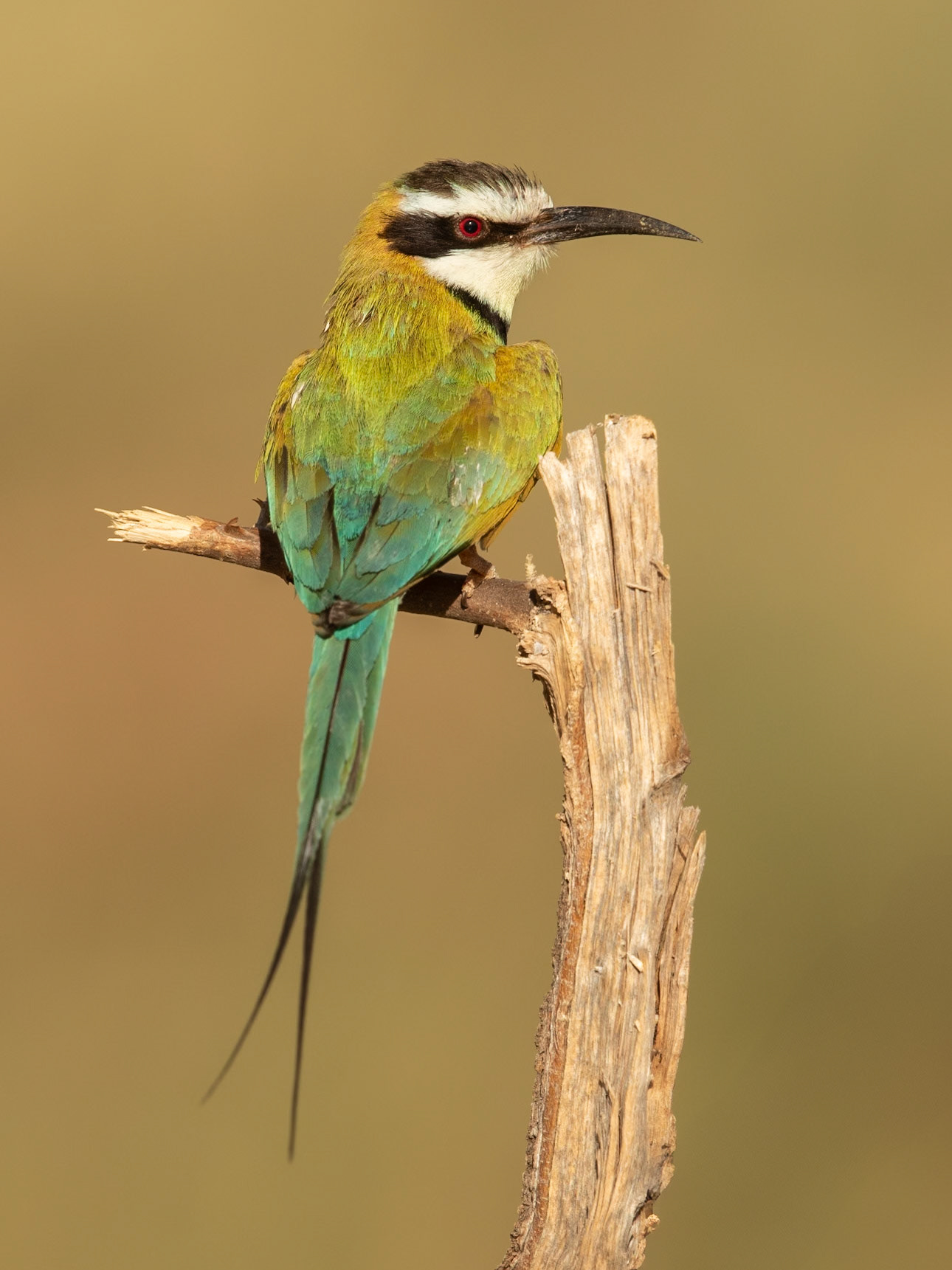 White-throated bee-eater